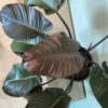 green gorilla | syngonium ngern laima