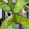green gorilla | syngonium ngern laima