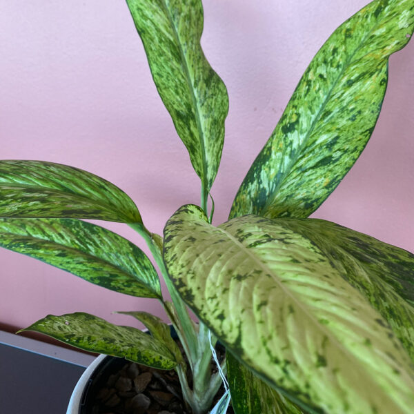 green gorilla | syngonium ngern laima