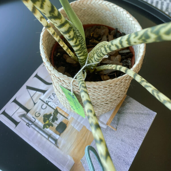 green gorilla | syngonium ngern laima