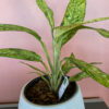 green gorilla | syngonium ngern laima