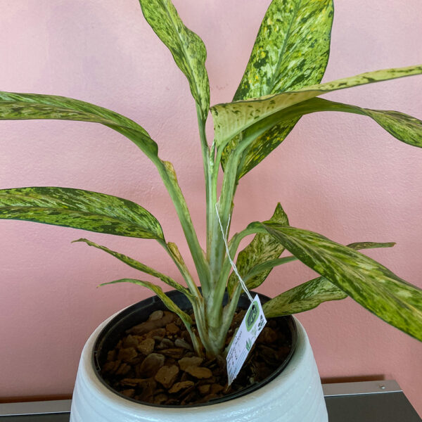 green gorilla | syngonium ngern laima