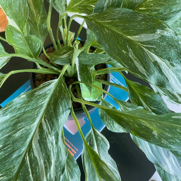 green gorilla | syngonium ngern laima